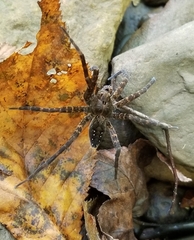 Dolomedes vittatus