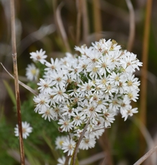 Symphyotrichum ericoides