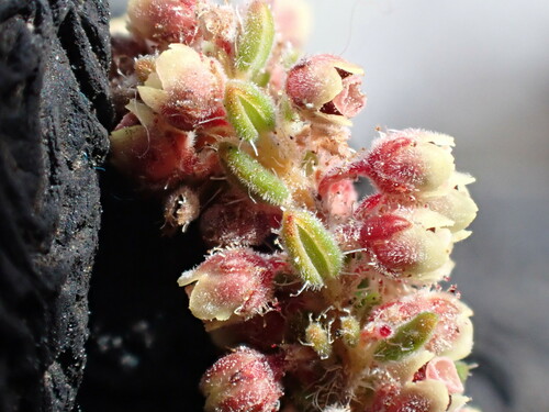 Image of Erica leucopelta by (c) Ren Hoekstra, some rights reserved (CC BY)