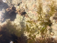 Bryopsis hypnoides
