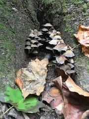 Agaricineae