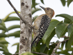 Melanerpes rubricapillus