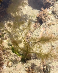 Bryopsis hypnoides