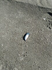 Mytilus californianus