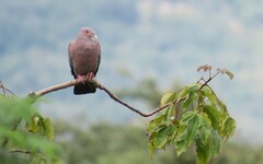 Patagioenas flavirostris