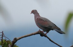 Patagioenas flavirostris