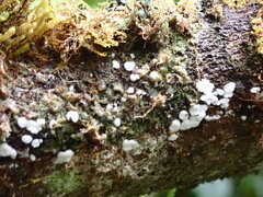 Ceratiomyxa fruticulosa