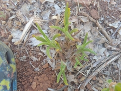 Pseudognaphalium californicum