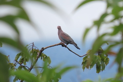 Patagioenas flavirostris
