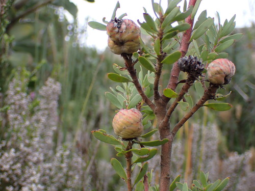 Uniondale Conebush (Leucadendron rourkei)