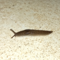Ambigolimax valentianus