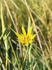 Tragopogon dubius