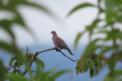 Patagioenas flavirostris