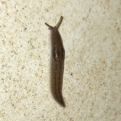 Ambigolimax valentianus
