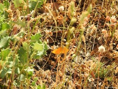 Asparagus acutifolius
