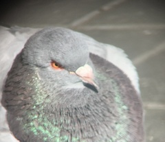 Columba livia domestica