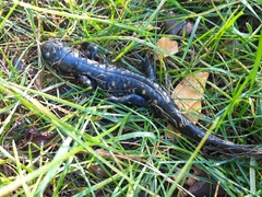 Ambystoma tigrinum