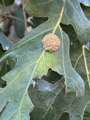 Cynips multipunctata