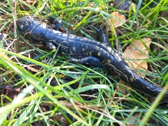 Ambystoma tigrinum