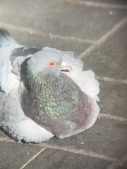 Columba livia domestica