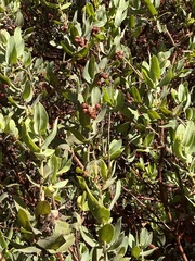Arctostaphylos regismontana