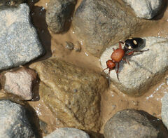 Dasymutilla quadriguttata