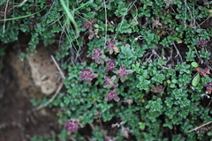 Thymus praecox britannicus