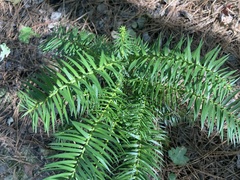 Cunninghamia lanceolata