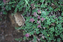 Thymus praecox britannicus