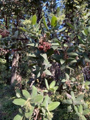 Arctostaphylos regismontana
