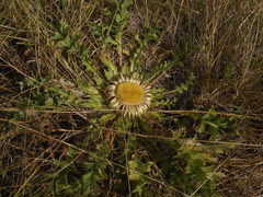 Carlina acanthifolia