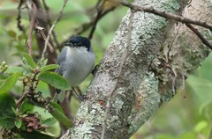 Polioptila albiloris