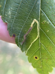 Agromyza aristata