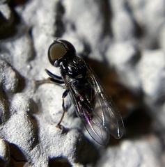 Pipunculidae