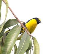 Euphonia trinitatis