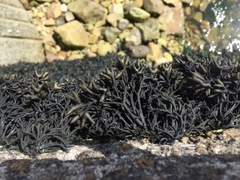 Pelvetia canaliculata