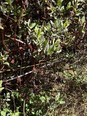 Arctostaphylos regismontana