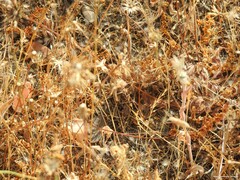 Festuca myuros