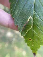 Agromyza aristata