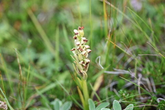 Platanthera hyperborea