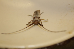 Protomocerus pulcher