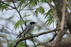 Polioptila albiloris