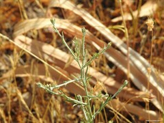 Centaurea melitensis