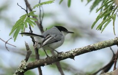 Polioptila albiloris