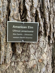Agromyza aristata