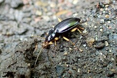 Nebria lacustris