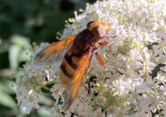 Volucella zonaria