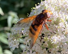 Volucella zonaria
