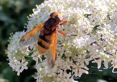 Volucella zonaria