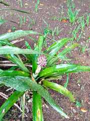 Quesnelia quesneliana